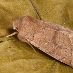 Orthosia cerasi - Mora lipová 23-49-38