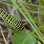 Papilio machaon - Vidlochvost feniklový 194040