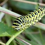 Papilio machaon - Vidlochvost feniklový 194457