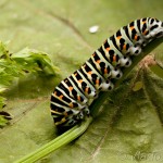 Papilio machaon - Vidlochvost feniklový 20-08-45