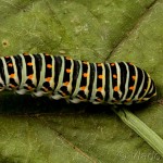 Papilio machaon - Vidlochvost feniklový 20-11-01