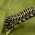 Papilio machaon - Vidlochvost feniklový 20-14-08