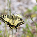Papilio machaon - Vidlochvost feniklový IMG_0063