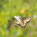 Papilio machaon - Vidlochvost feniklový IMG_0071