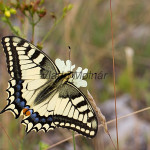 Papilio machaon - Vidlochvost feniklový IMG_0092
