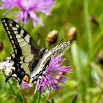Papilio machaon - Vidlochvost feniklový IMG_2294