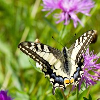 Papilio machaon - Vidlochvost feniklový IMG_2298