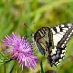 Papilio machaon - Vidlochvost feniklový IMG_2299