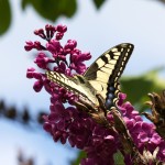Papilio machaon - Vidlochvost feniklový IMG_2848
