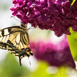 Papilio machaon - Vidlochvost feniklový IMG_2857