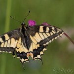 Papilio machaon - Vidlochvost feniklový IMG_3047