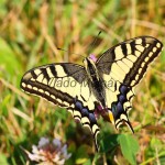 Papilio machaon - Vidlochvost feniklový IMG_3990