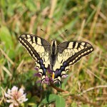 Papilio machaon - Vidlochvost feniklový IMG_3992