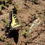 Papilio machaon - Vidlochvost feniklový IMG_4728