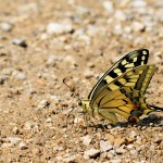 Papilio machaon - Vidlochvost feniklový IMG_4749