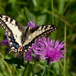 Papilio machaon - Vidlochvost feniklový IMG_5121