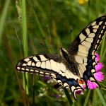 Papilio machaon - Vidlochvost feniklový IMG_5127