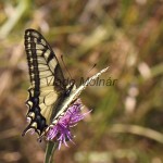 Papilio machaon - Vidlochvost feniklový IMG_7413