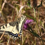 Papilio machaon - Vidlochvost feniklový IMG_7428