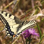 Papilio machaon - Vidlochvost feniklový IMG_7429