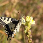 Papilio machaon - Vidlochvost feniklový IMG_7435