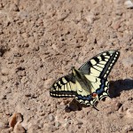 Papilio machaon - Vidlochvost feniklový IMG_9084