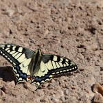 Papilio machaon - Vidlochvost feniklový IMG_9087