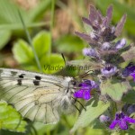 Parnassius mnemosyne - Jasoň chochlačkový IMG_2646