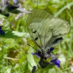 Parnassius mnemosyne - Jasoň chochlačkový IMG_5867