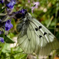 Parnassius mnemosyne - Jasoň chochlačkový IMG_5937