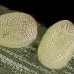 Pennithera firmata - Piadivka borovicová 20-41-24v