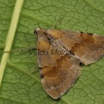 Pennithera firmata - Piadivka borovicová 21-09-07