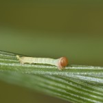 Pennithera firmata - Piadivka borovicová 21-30-19