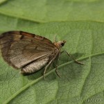 Pennithera firmata - Piadivka borovicová 21-48-21