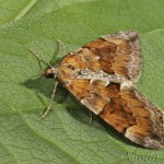 Pennithera firmata - Piadivka borovicová 21-49-37