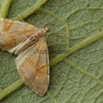 Pennithera firmata - Piadivka borovicová 3078-3093