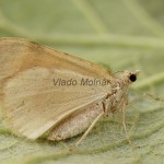 Pennithera firmata - Piadivka borovicová 3372-3385