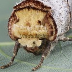 Phalera bucephala - Faléra lipová 202103