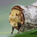Phalera bucephala - Faléra lipová 202515