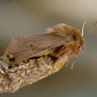 Phragmatobia fuliginosa - Spriadač štiavcový 211535