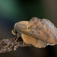 Phyllodesma tremulifolia - Priadkovec jaseňový 200955