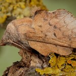 Phyllodesma tremulifolia - Priadkovec jaseňový 23-16-13