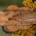 Phyllodesma tremulifolia - Priadkovec jaseňový 23-17-07