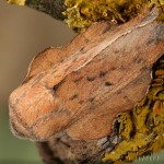 Phyllodesma tremulifolia - Priadkovec jaseňový 23-18-55