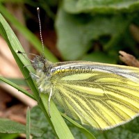 Pieris napi - Mlynárik repkový 184557