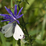 Pieris napi - Mlynárik repkový IMG_1457