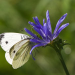 Pieris napi - Mlynárik repkový IMG_1460