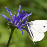 Pieris napi - Mlynárik repkový IMG_1461