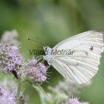 Pieris napi - Mlynárik repkový IMG_3060