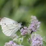 Pieris napi - Mlynárik repkový IMG_3061